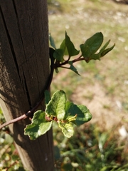 Muehlenbeckia hastulata