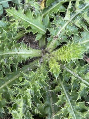Cirsium brevicaule