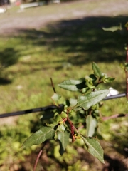Muehlenbeckia hastulata