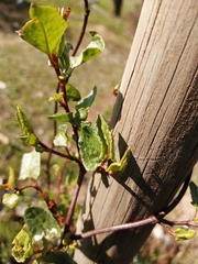 Muehlenbeckia hastulata