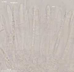 Lachnum brevipilosum