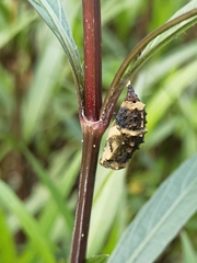 Lepidoptera