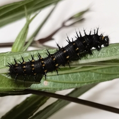 Lepidoptera