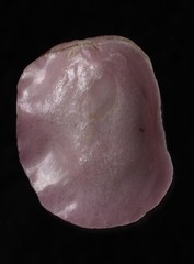 Heteranomia squamula