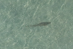 Pseudobatos productus