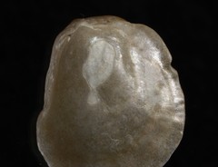 Heteranomia squamula