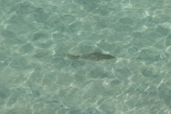 Pseudobatos productus