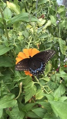 Papilio polyxenes