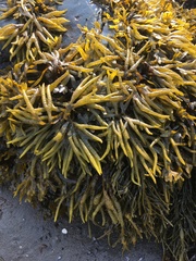 Fucus distichus edentatus