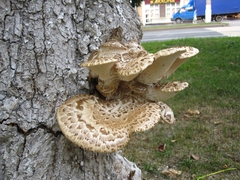 Cerioporus squamosus