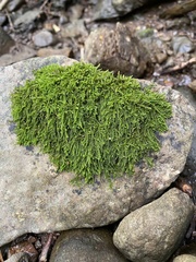 Platylomella lescurii