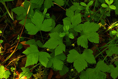 Rubus humulifolius