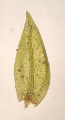 Platylomella lescurii