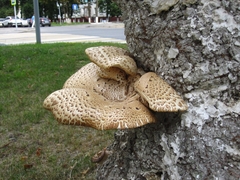 Cerioporus squamosus