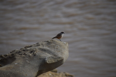 Muscisaxicola capistratus