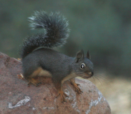 Tamiasciurus douglasii