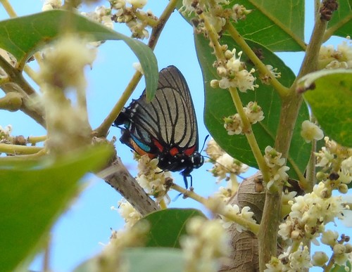 Thecla polybe