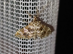 Sisyracera