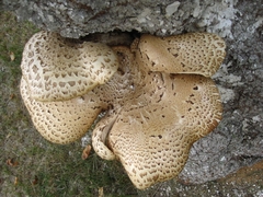 Cerioporus squamosus