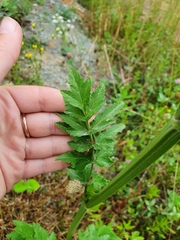 Pastinaca sativa
