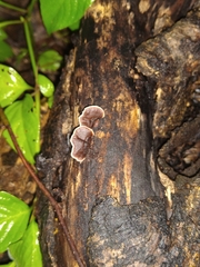 Gloeophyllum striatum