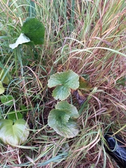 Caltha violacea