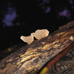 Gloeophyllum striatum