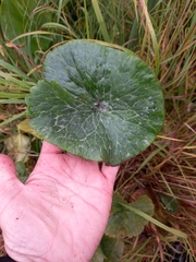Caltha violacea