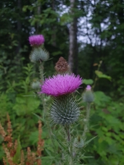 Cirsium vulgare