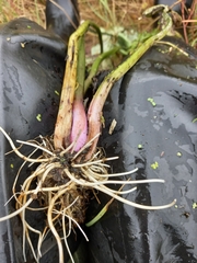 Caltha violacea