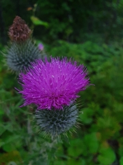Cirsium vulgare