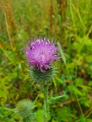 Cirsium vulgare