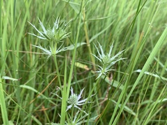 Eryngium hookeri
