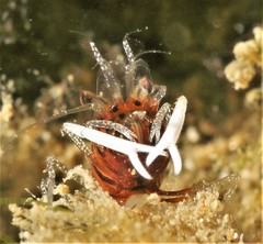 Gnathophyllum taylori