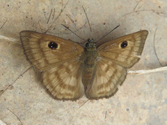 Cyclosemia