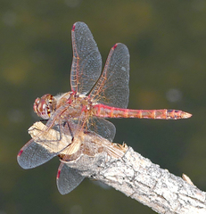 Sympetrum corruptum