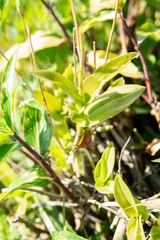 Barkeria scandens