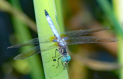 Pachydiplax longipennis