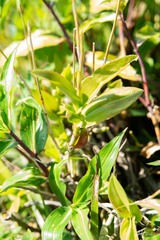 Barkeria scandens