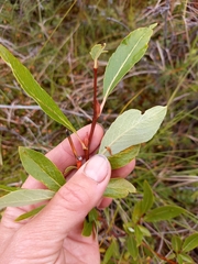 Salix pulchra