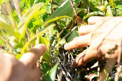 Barkeria scandens