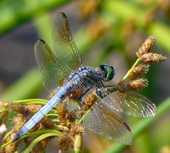 Pachydiplax longipennis