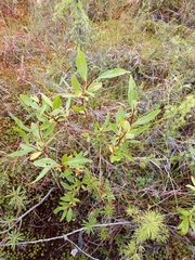 Salix pulchra