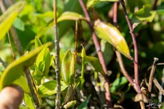Barkeria scandens