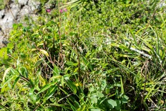 Barkeria scandens