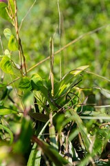 Barkeria scandens