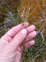 Carex rotundata