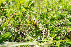 Barkeria scandens
