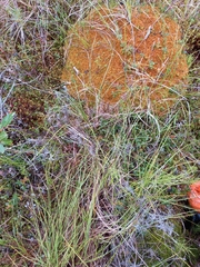 Carex rotundata