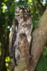 Northern Potoo photo 3
